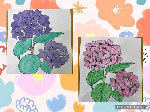 もうすぐ紫陽花の季節という事で　北砂